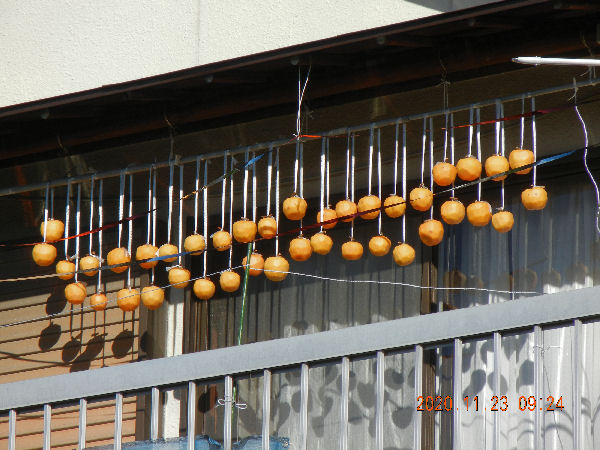 2020fall drying persimmons.jpg